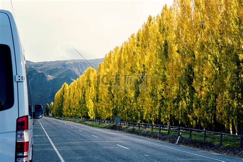 高速公路旁的白花|高速公路旁的白花秘密